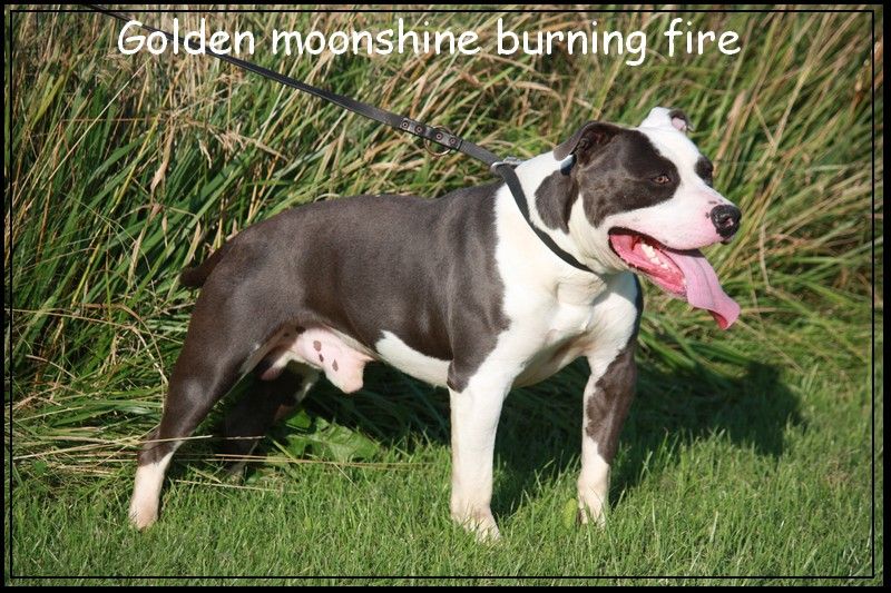 golden moonshine burning fire