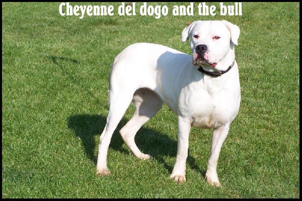 Cheyenne del dogo and the bull